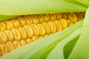 CBOT Corn