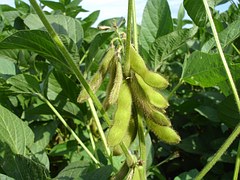 US soy sowings to set record