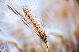 White corn climbs to record in SA as planting ends -Bloomberg