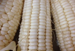 white-maize-300x206